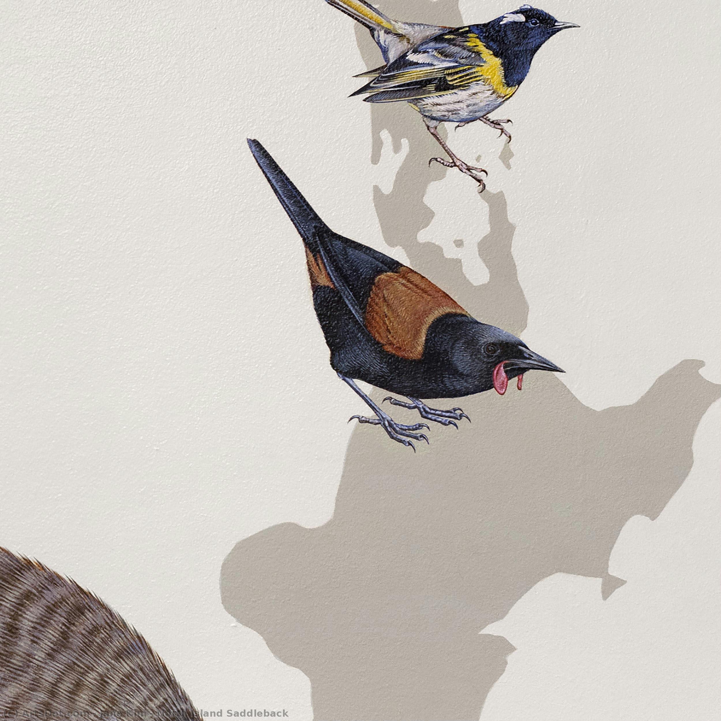 North Island Saddleback — Jane Kim