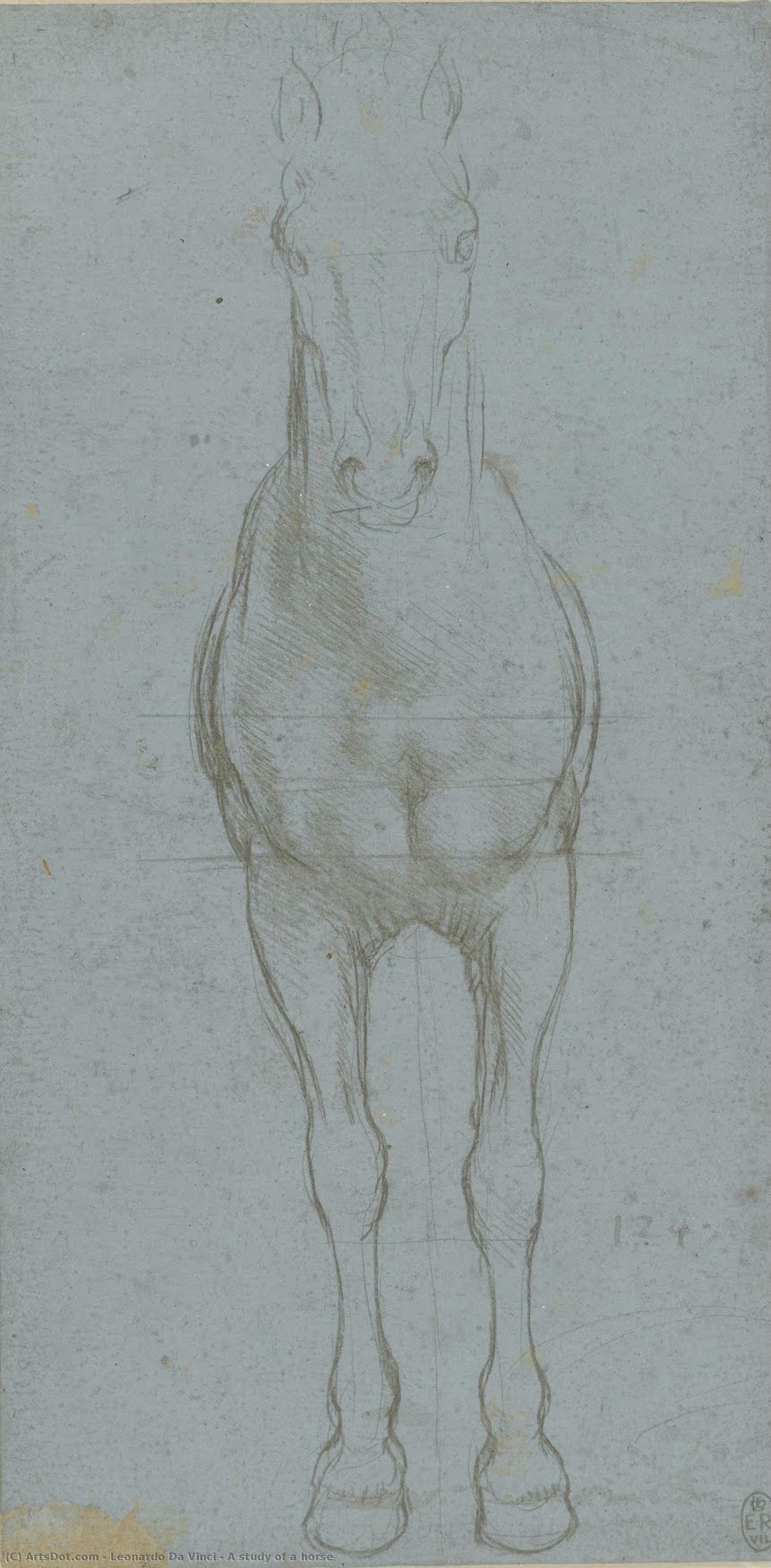 Étude D'un Cheval — Léonard De Vinci