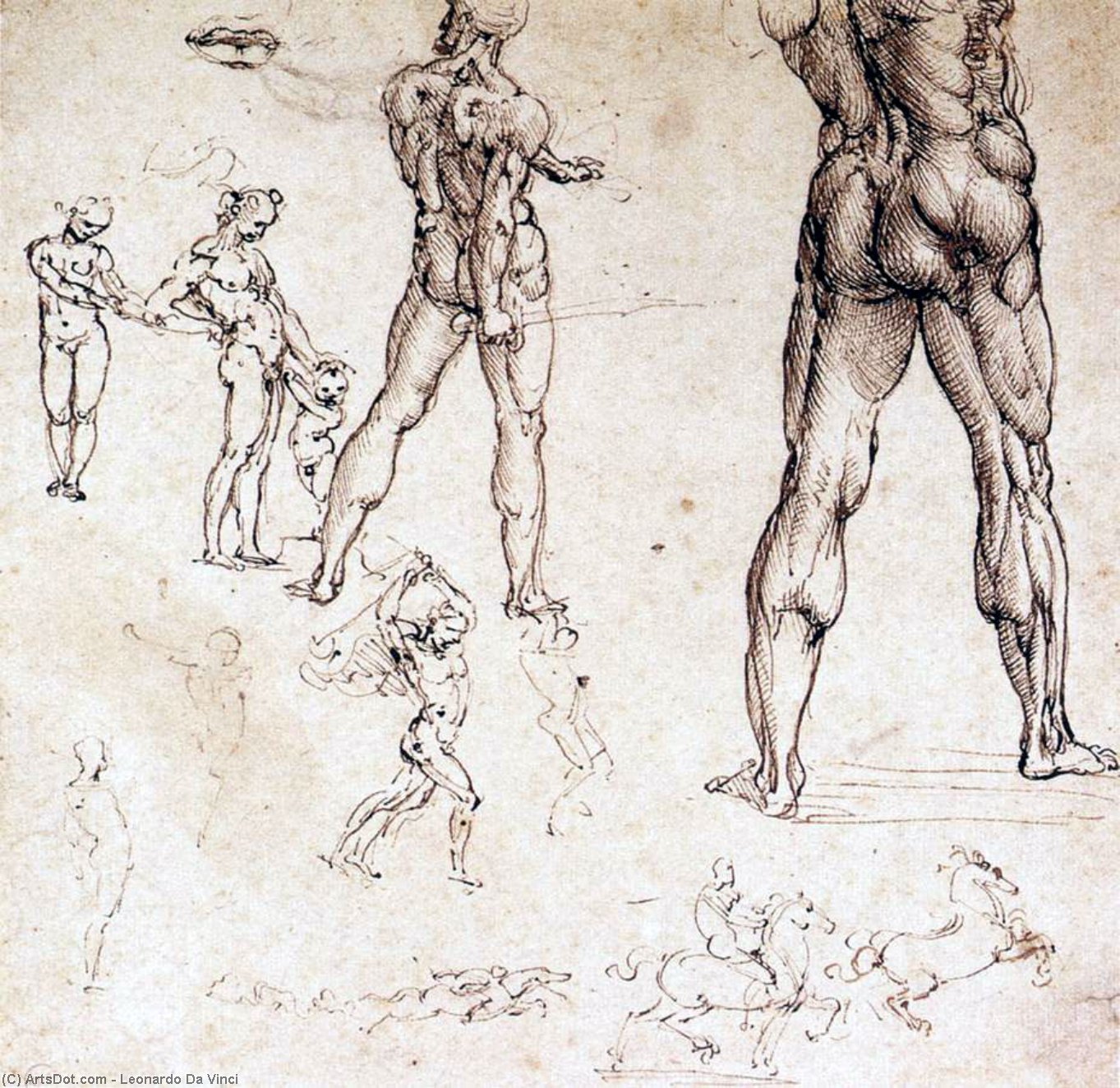 Anatomical Studies — Leonardo Da Vinci