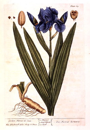 Iris — Elizabeth Blackwell