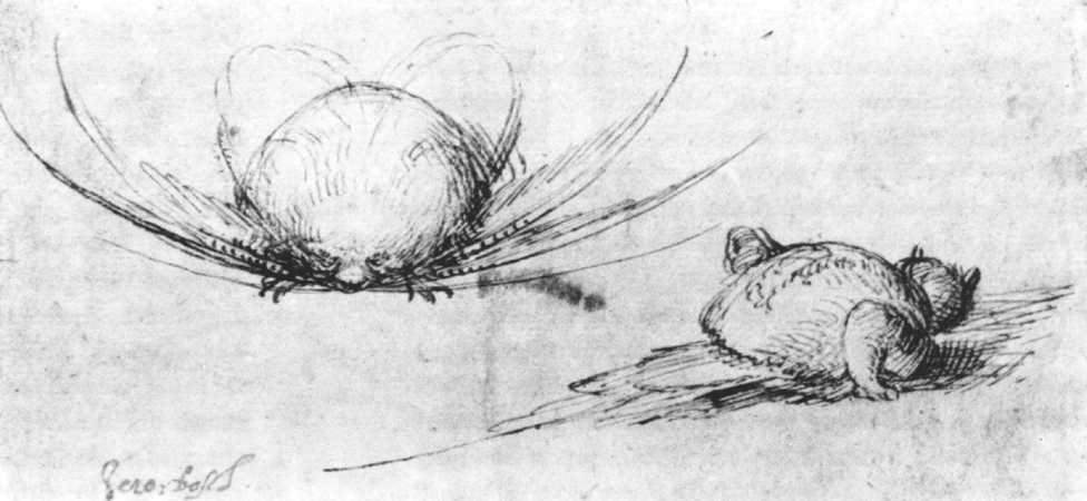 Tierstudien — Hieronymus Bosch