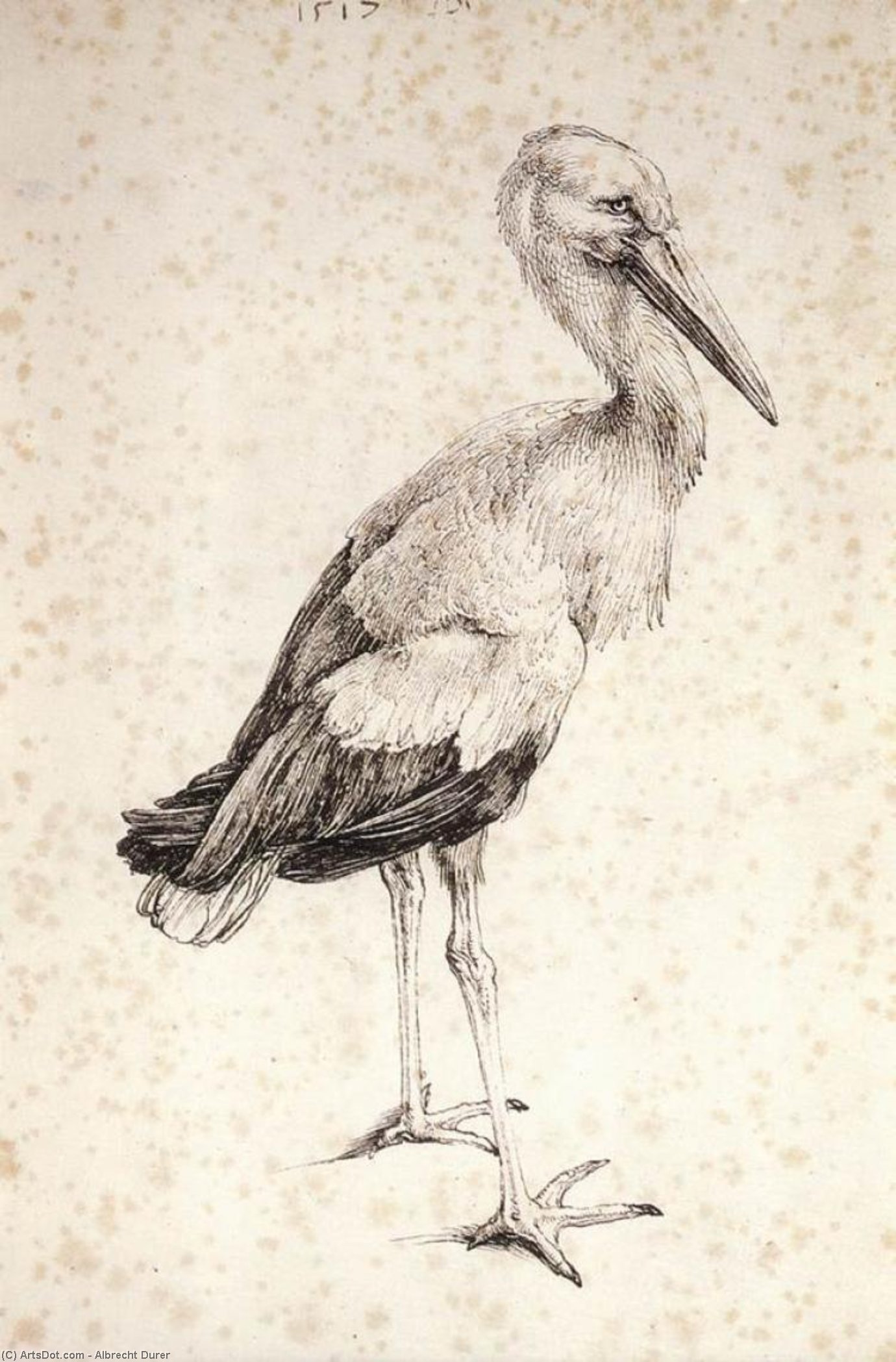 Der Storch — Albrecht Dürer