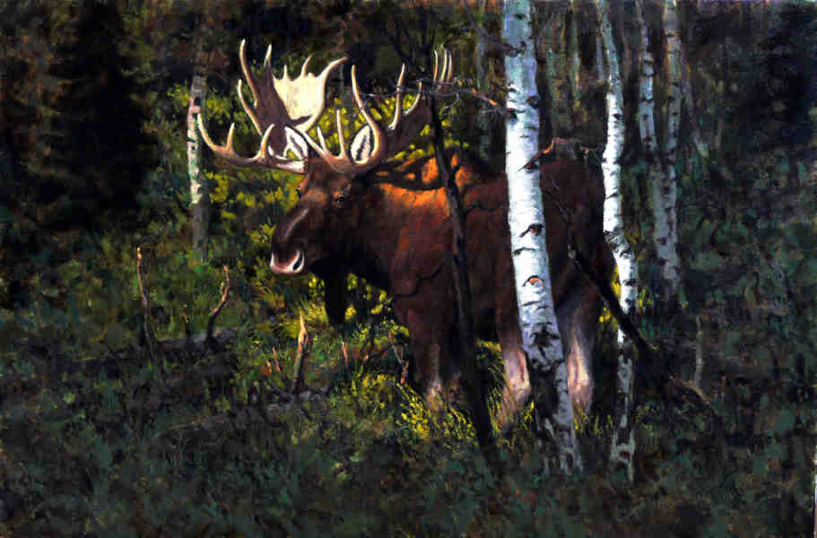 Moose — John Jones