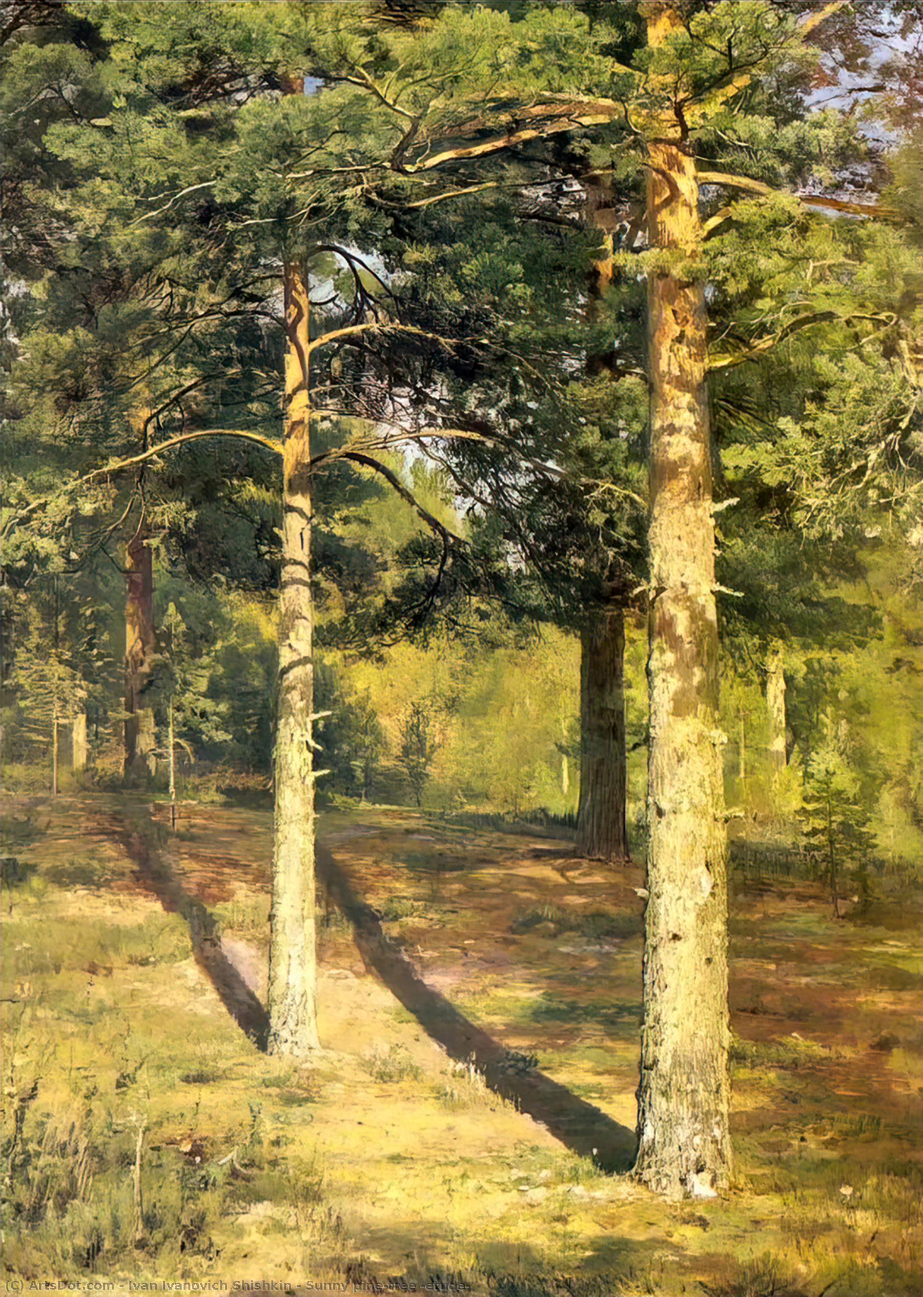 Sunny Pine-tree (etude) — Ivan Ivanovich Shishkin