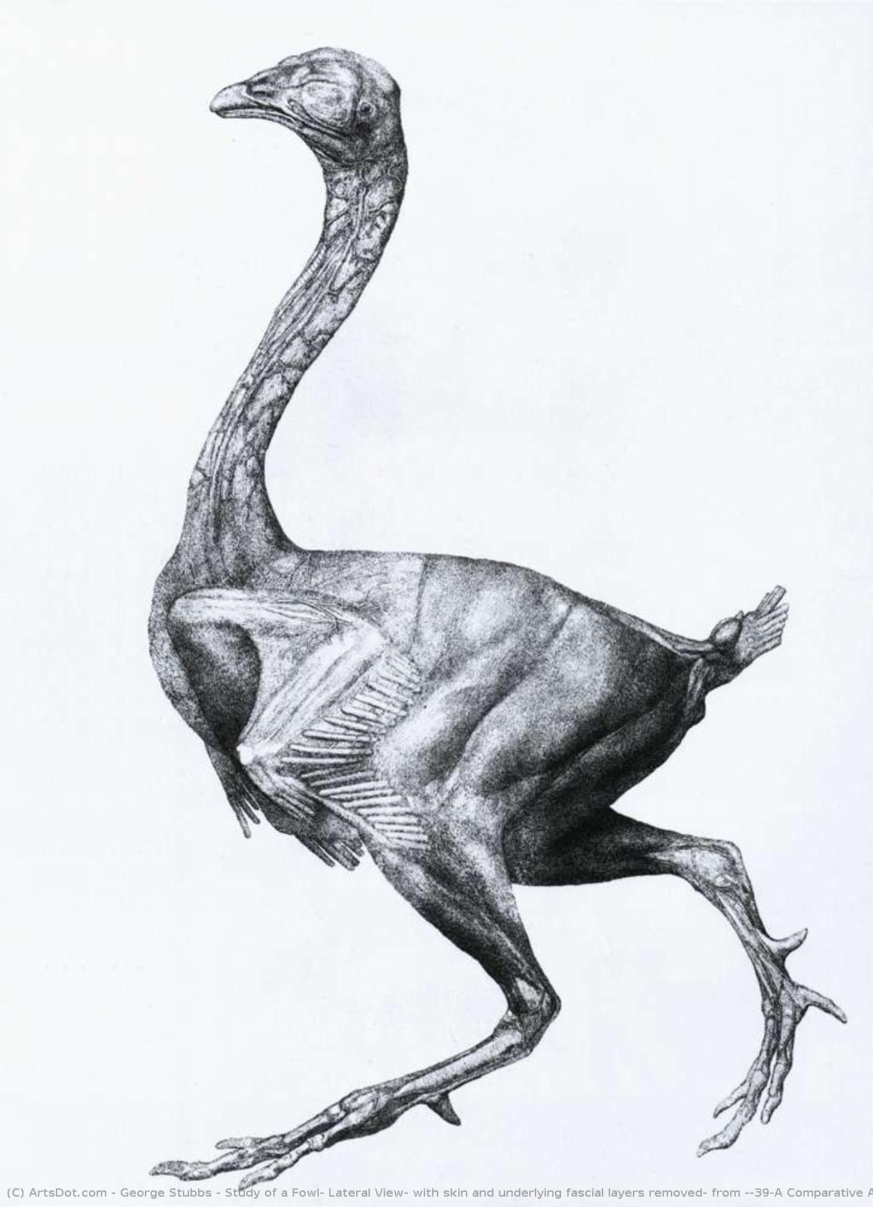 Study Of A Fowl, Lateral View, With Skin And Underlying Fascial Layers Removed, From 'a Comparative Anatomical Exposition Of The Structure Of The Human Body With That Of A Tiger And A Common Fowl' — George Stubbs