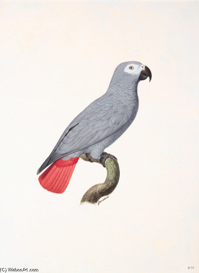 Psittacus Erithacus - — Jacques Barraband