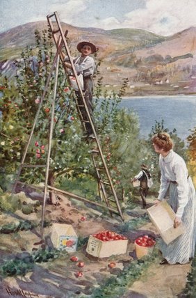 A Fruit Ranch At Nelson — Harold Copping