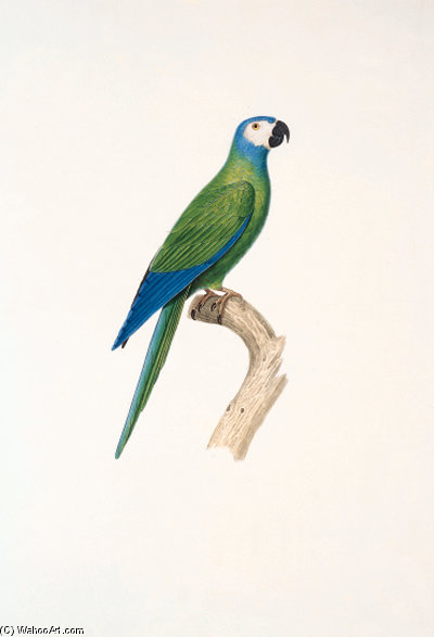 Orthopsittaca Manilata — Jacques Barraband