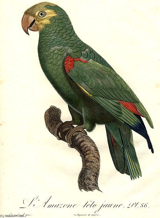 Amazona Ochrocephala — Jacques Barraband