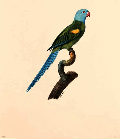 Psittacula Cyanocephala — Jacques Barraband