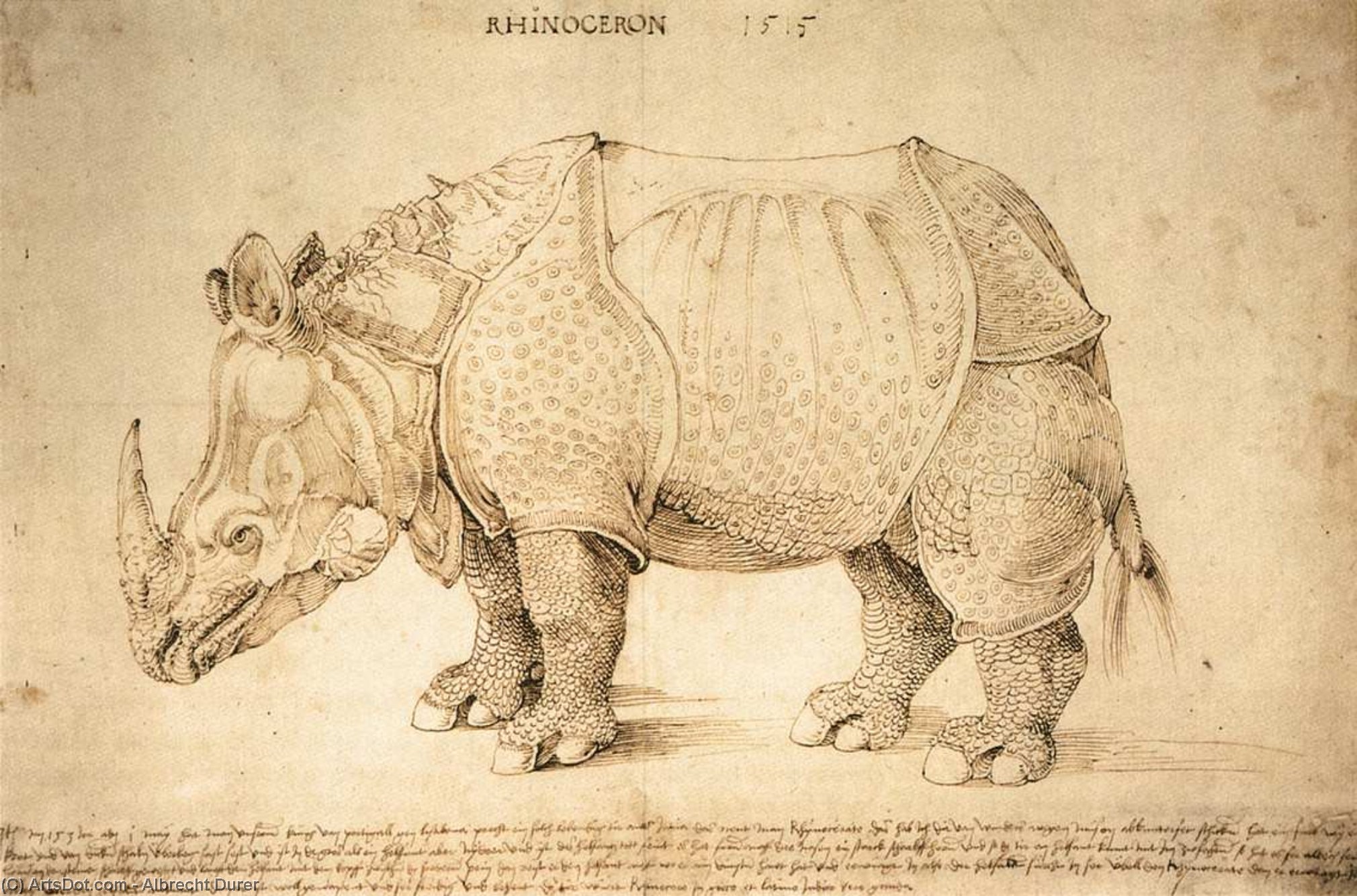 Rogač — Albrecht Dürer