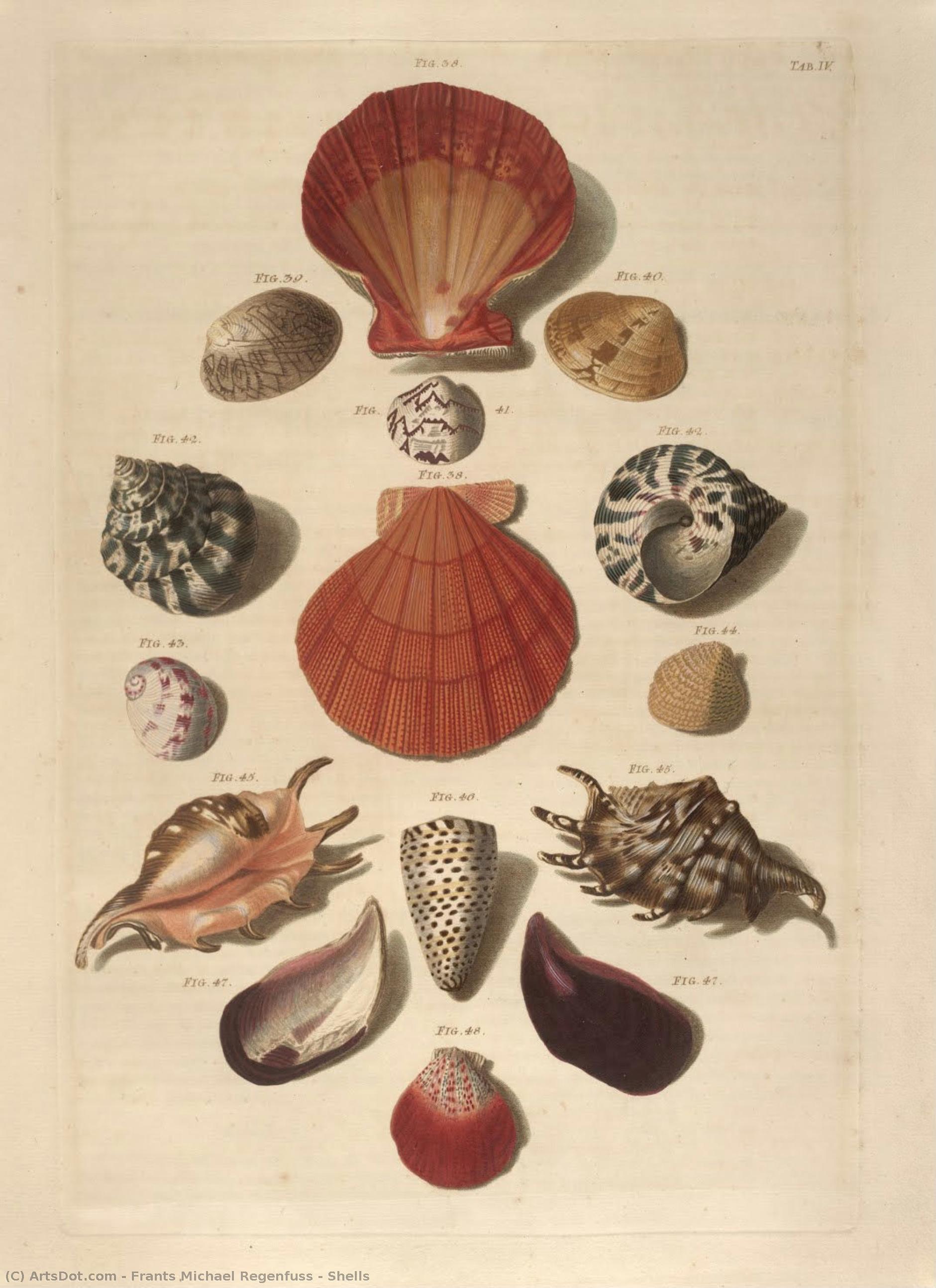 Shells — Frants Michael Regenfuss