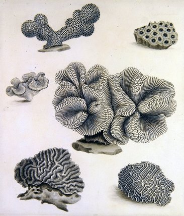 Shells And Marine Flora_4 — Sydenham Teast Edwards