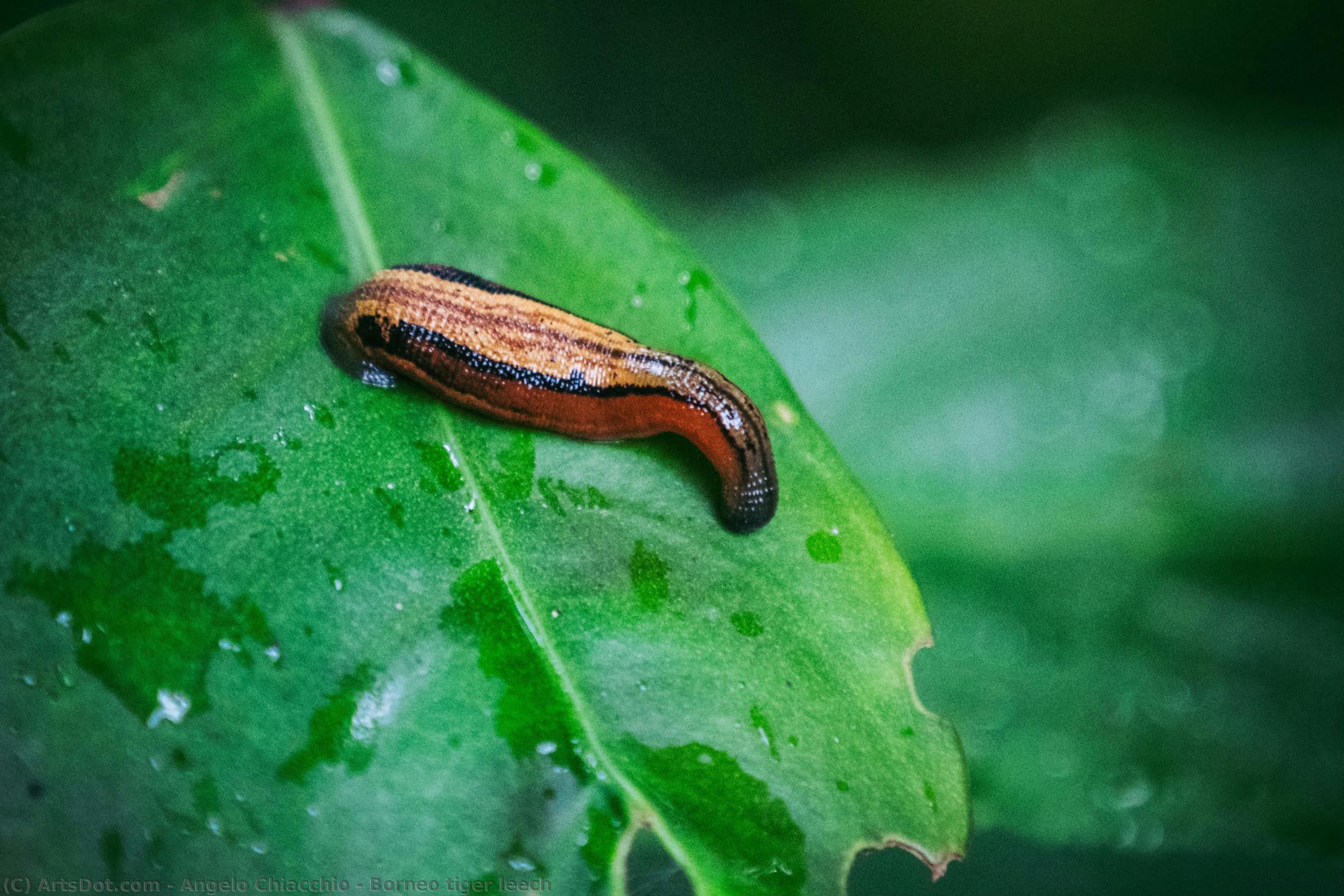 Borneo Tiger Leech — Анджело К'яккьо