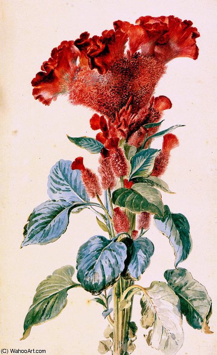 Red Cockscomb Sun — Aert Schouman