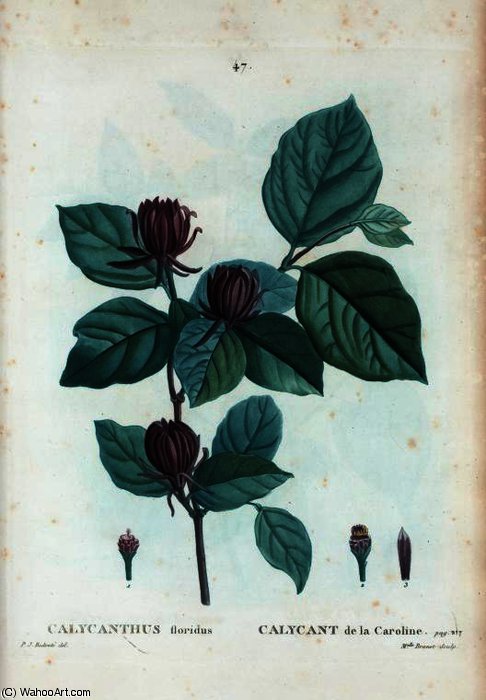 Calycanthus Floridus — Pierre-joseph Redouté