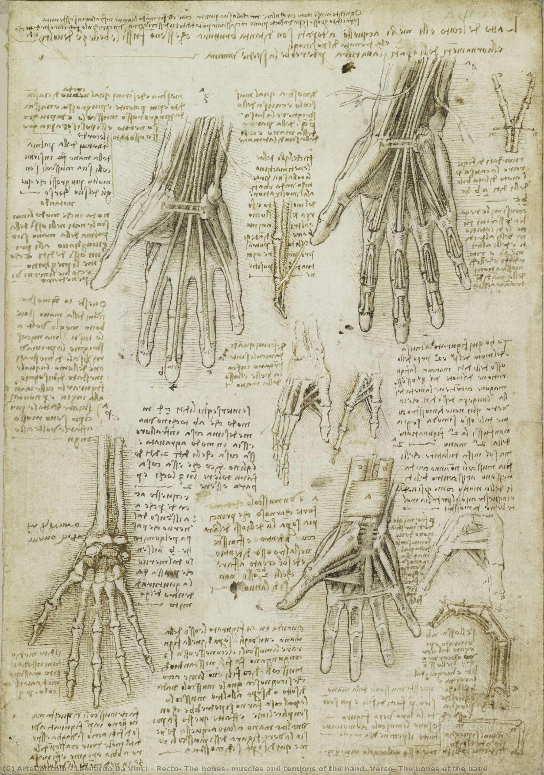Recto : Les Os, Les Muscles Et Les Tendons De La Main. Verso : Les Os De La Main — Léonard De Vinci