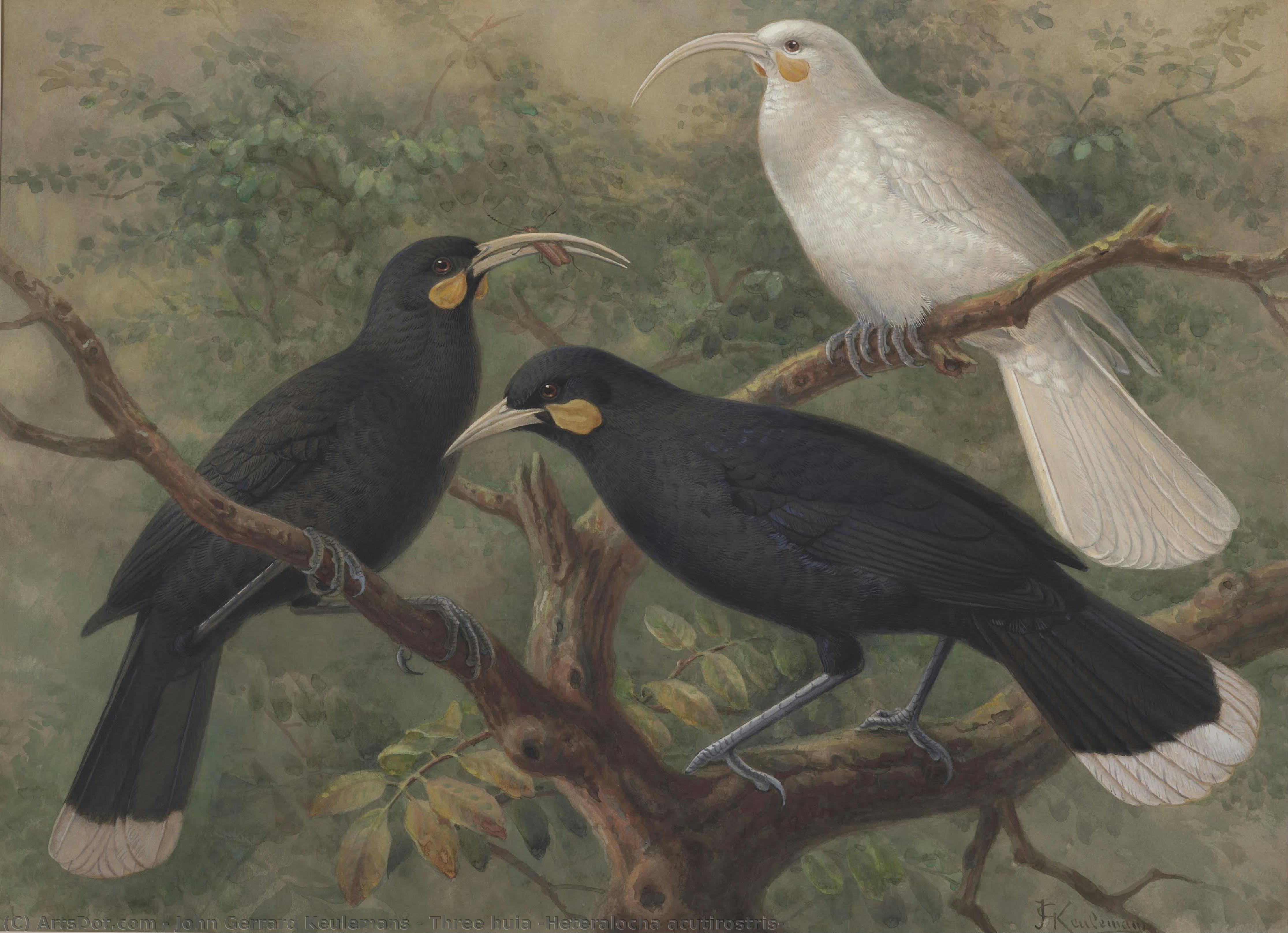三羽ヒュイア — John Gerrard Keulemans