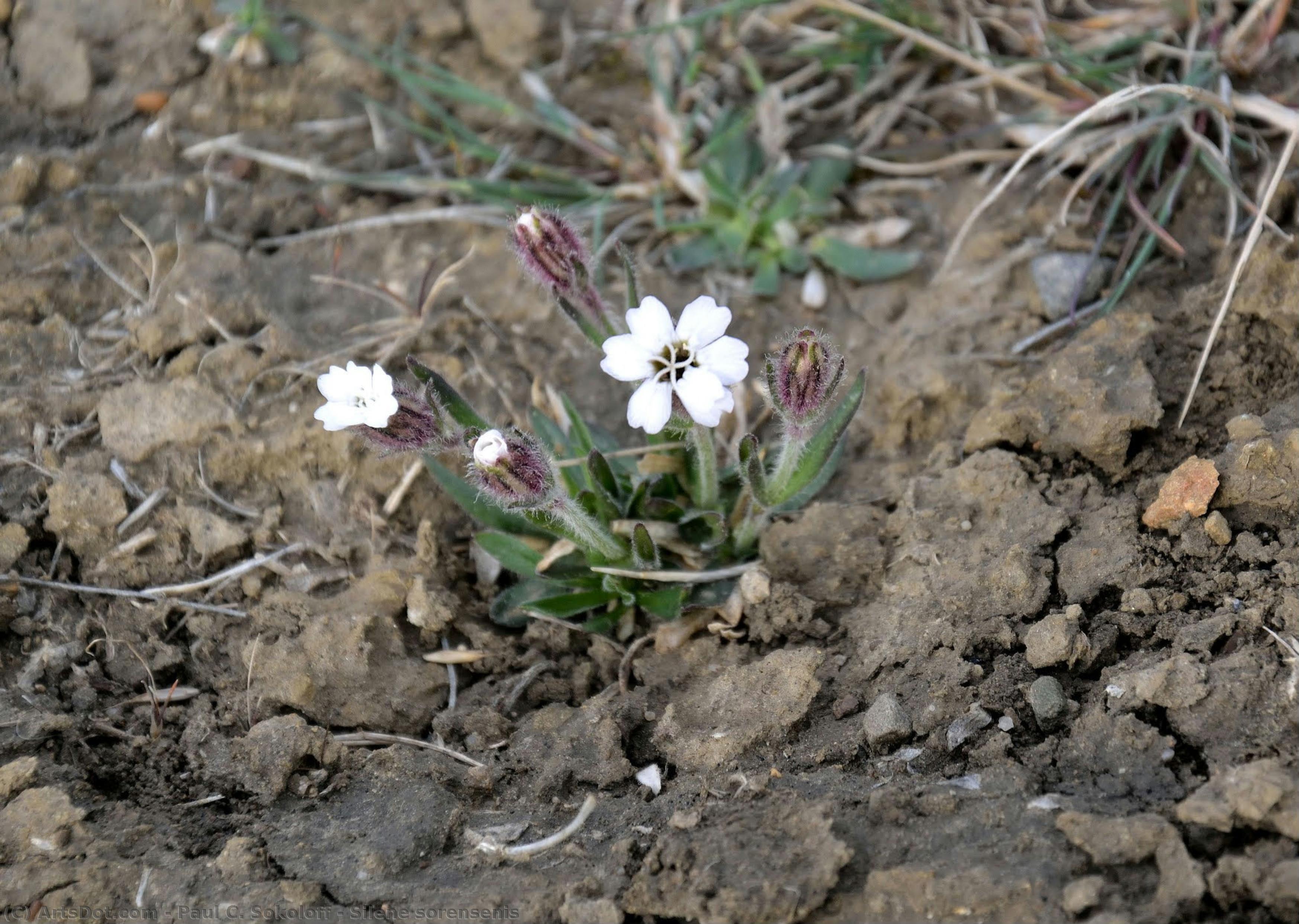 Silene Sorensenis — Paul C. Sokoloff