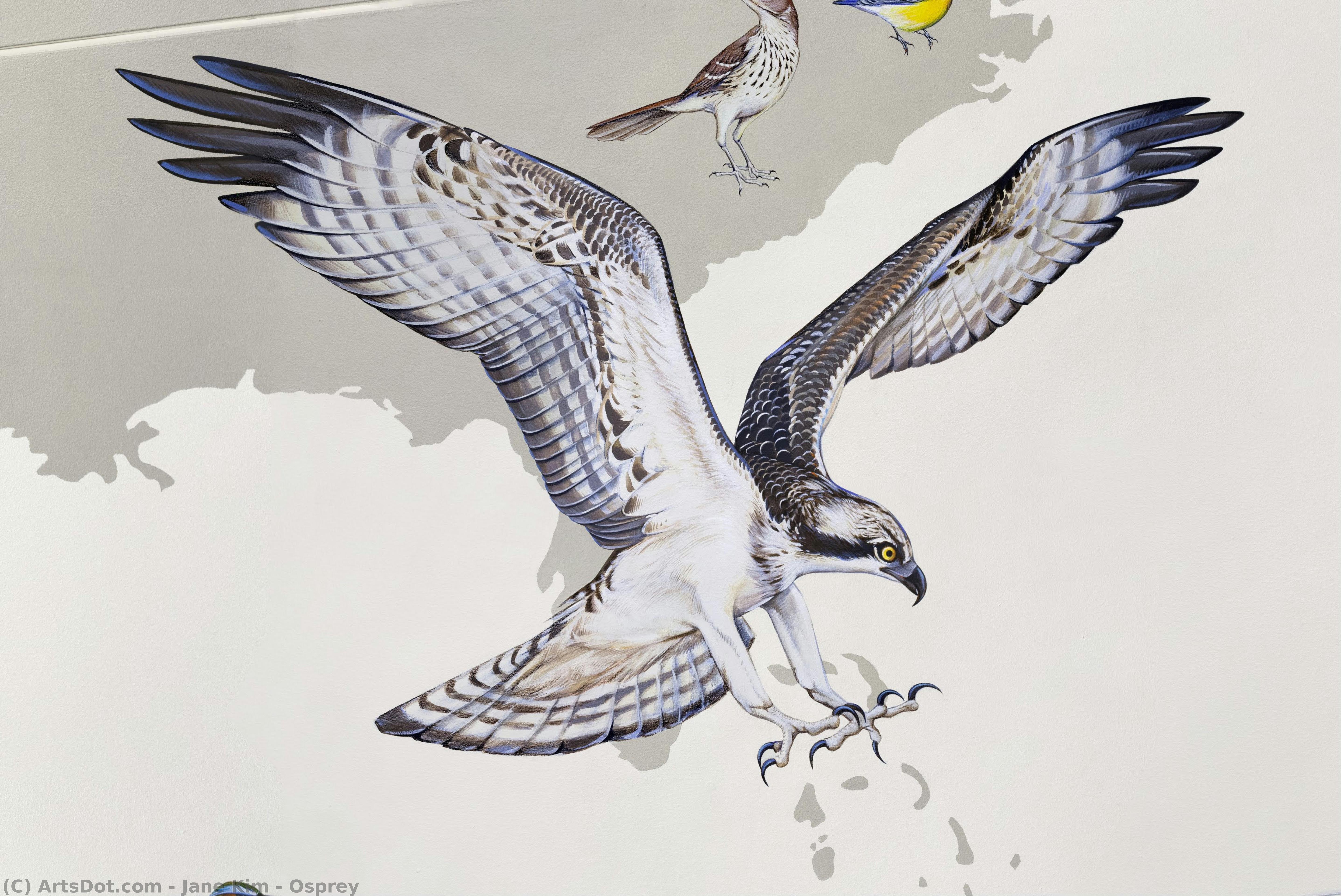 Osprey — Jane Kim