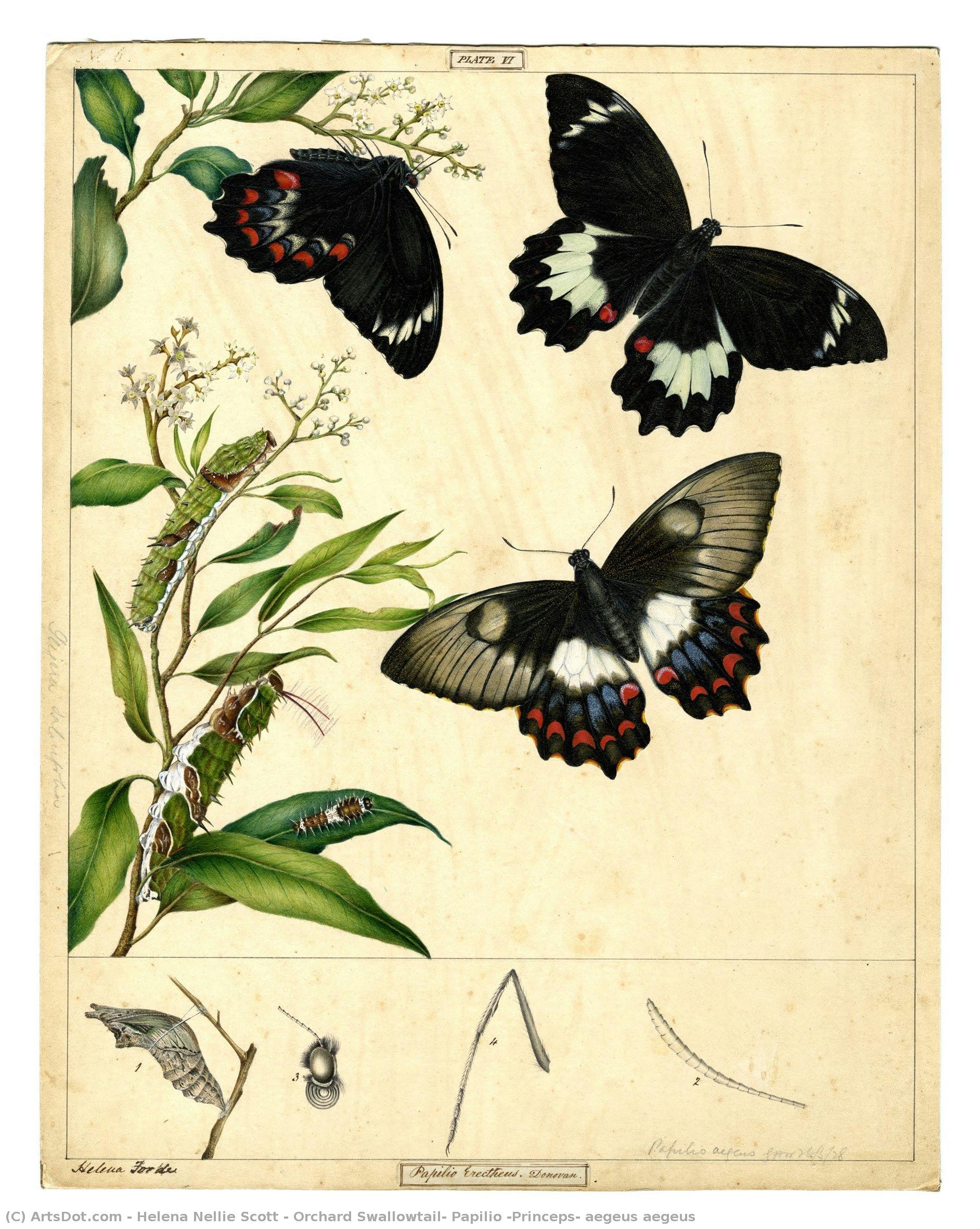 Eplefugl — Helena Nellie Scott