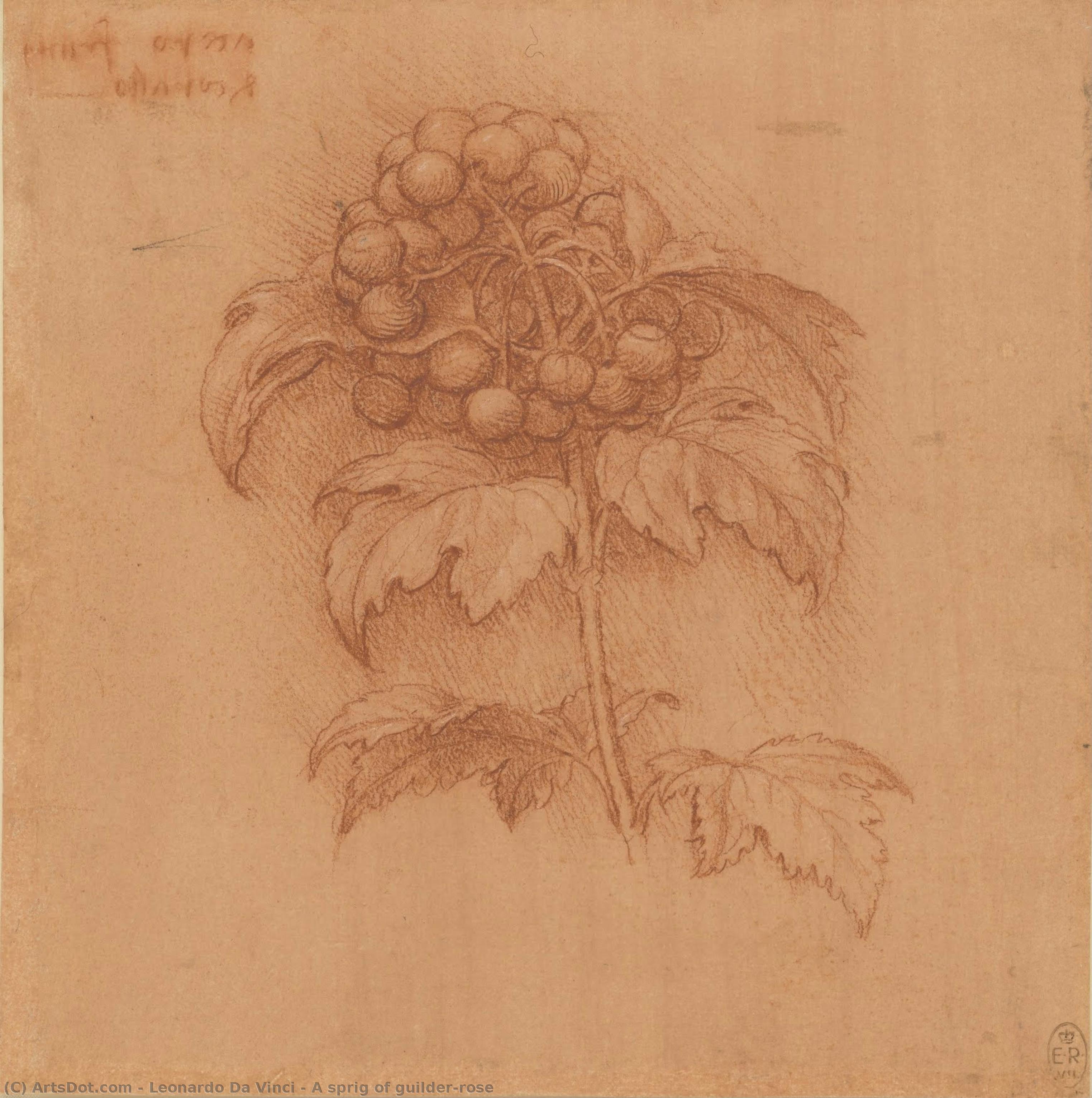 A Sprig Of Guilder-rose — Leonardo Da Vinci