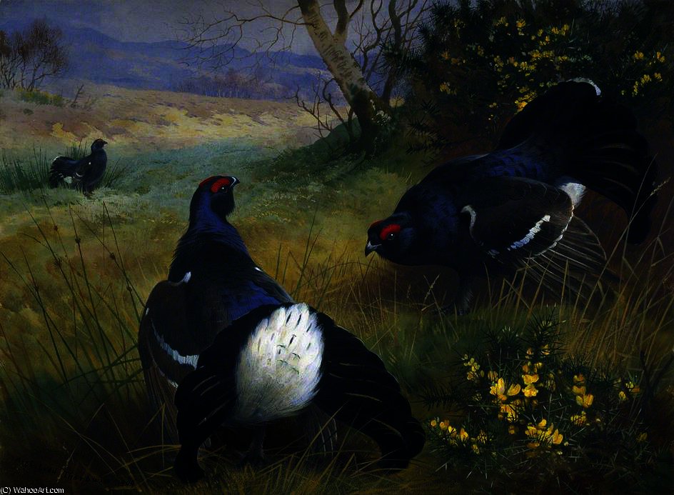 Black Grouse — Archibald Thorburn