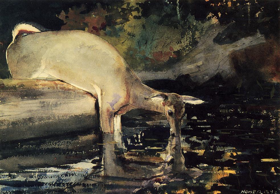 Deer Drinking — Winslow Homer