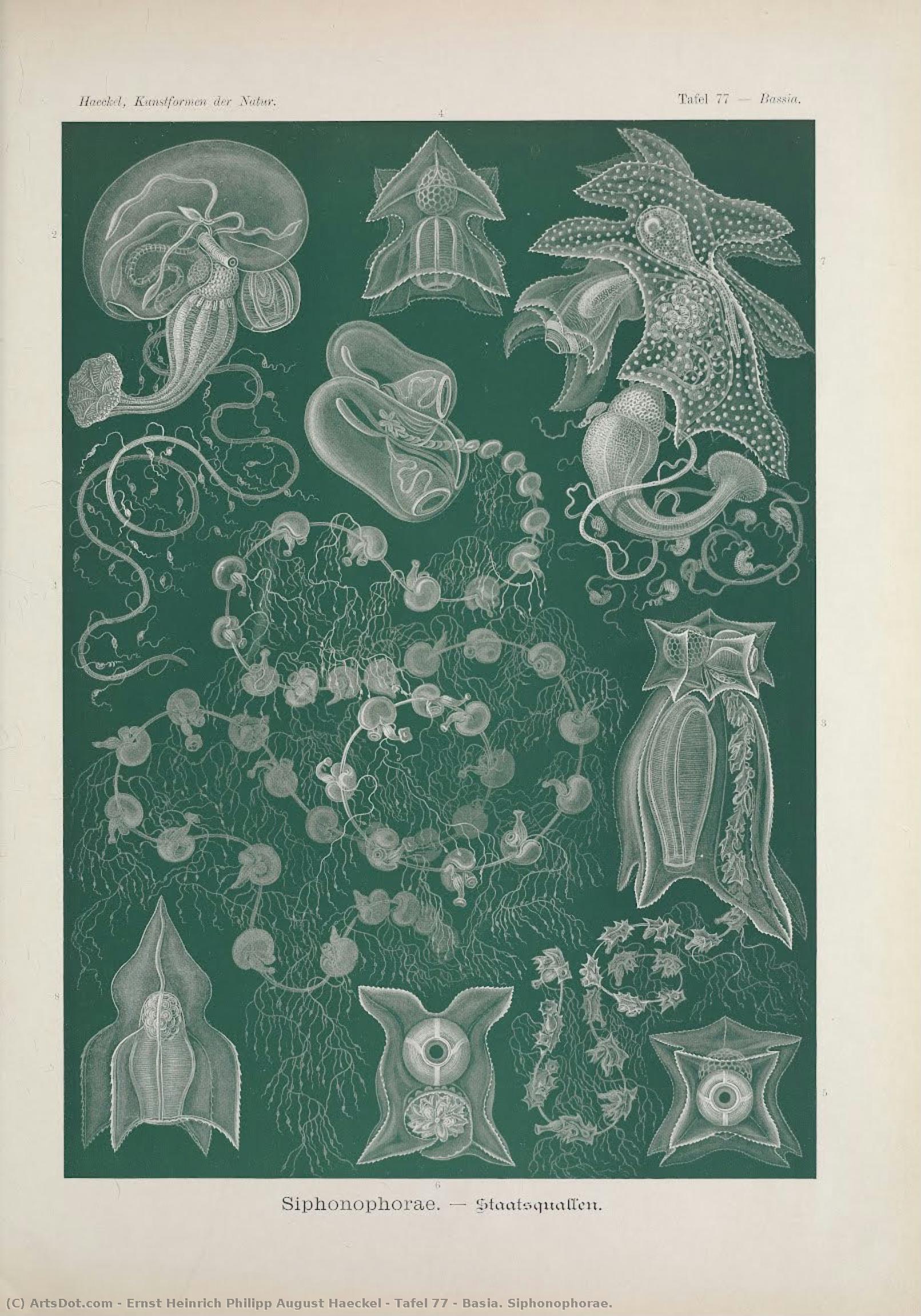 टेबल 77 - बासिया। शिफोनोफोरै। — Ernst Heinrich Philipp August Haeckel