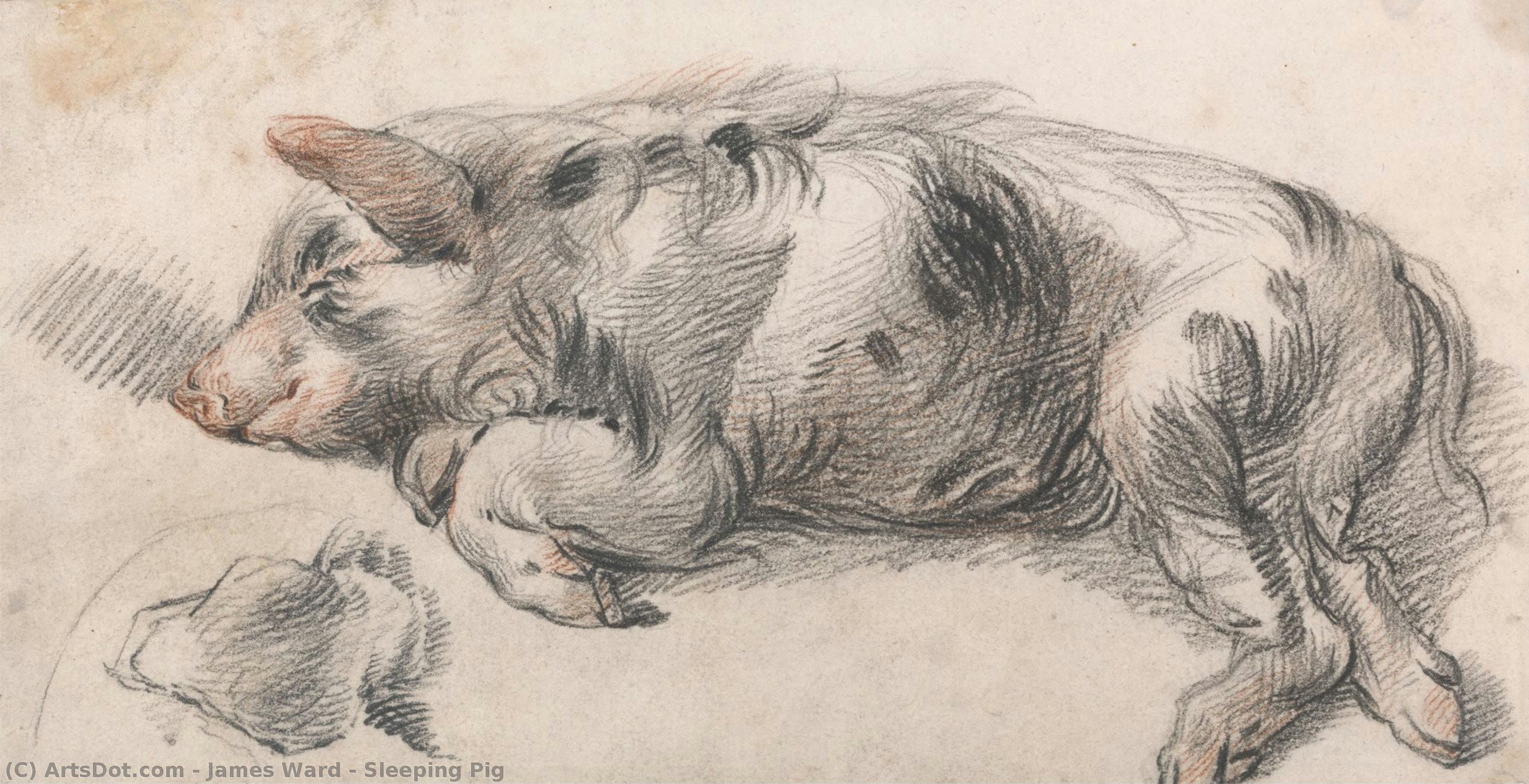 Sleeping Pig — James Ward