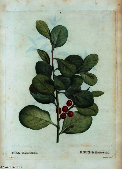 Ilex Maderiensis — Pierre Joseph Redouté