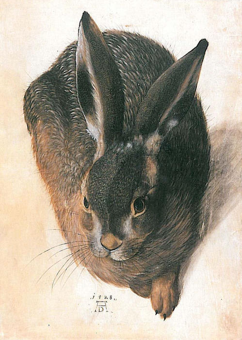 Hare — Albrecht Dürer