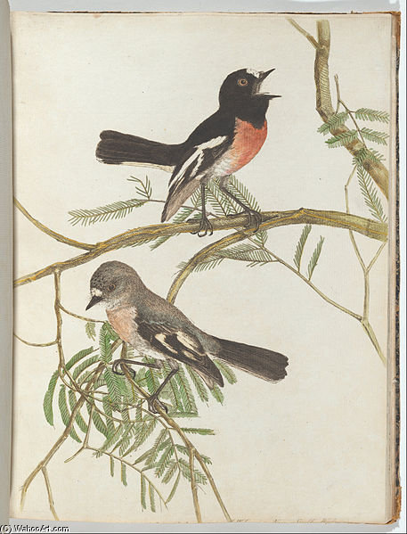 Red Breast Warbler — John William Lewin