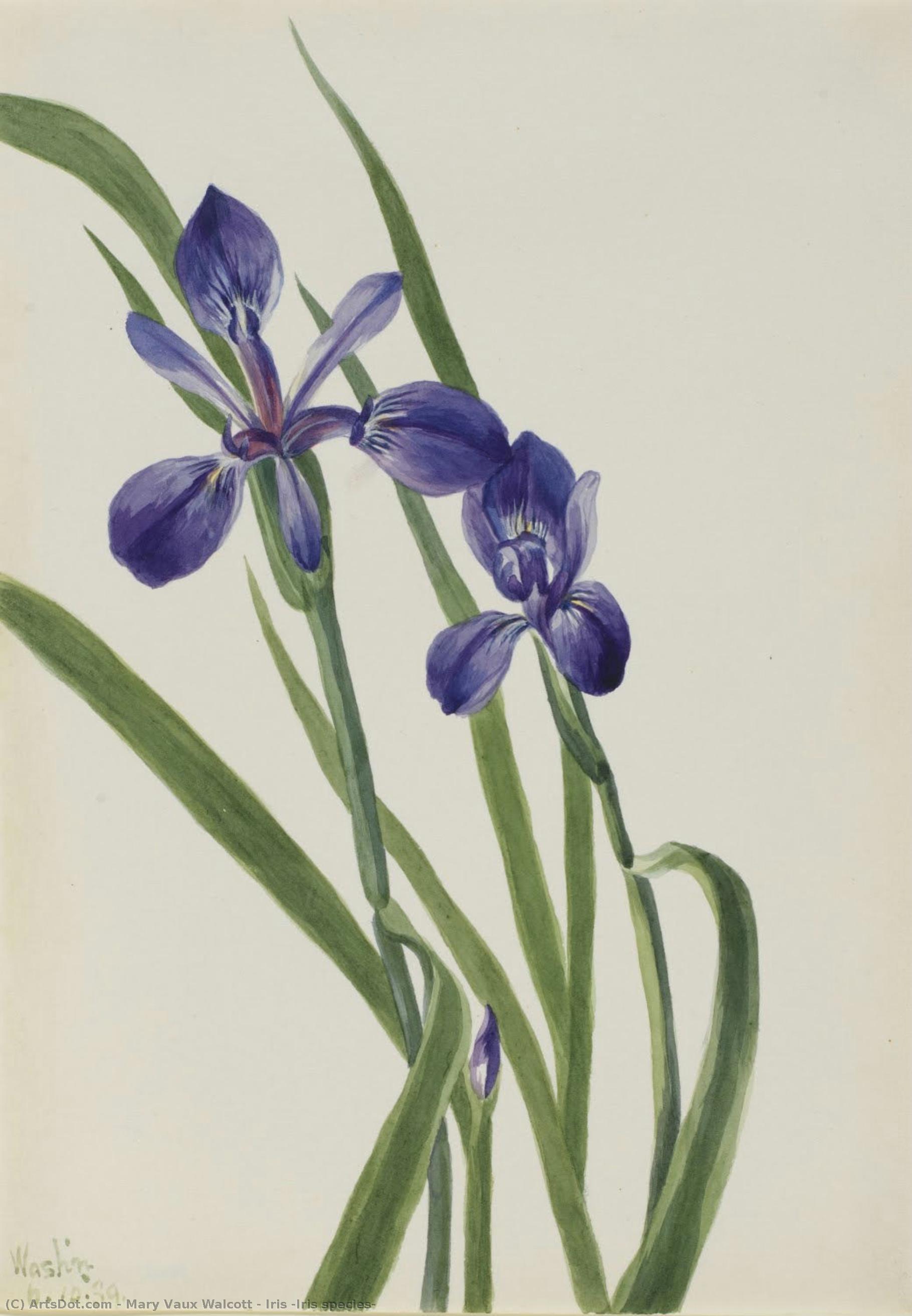 Iris (iris Species) — Mary Vaux Walcott
