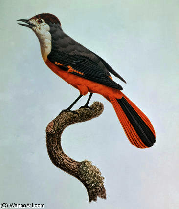 Orange Jay — Jacques Barraband