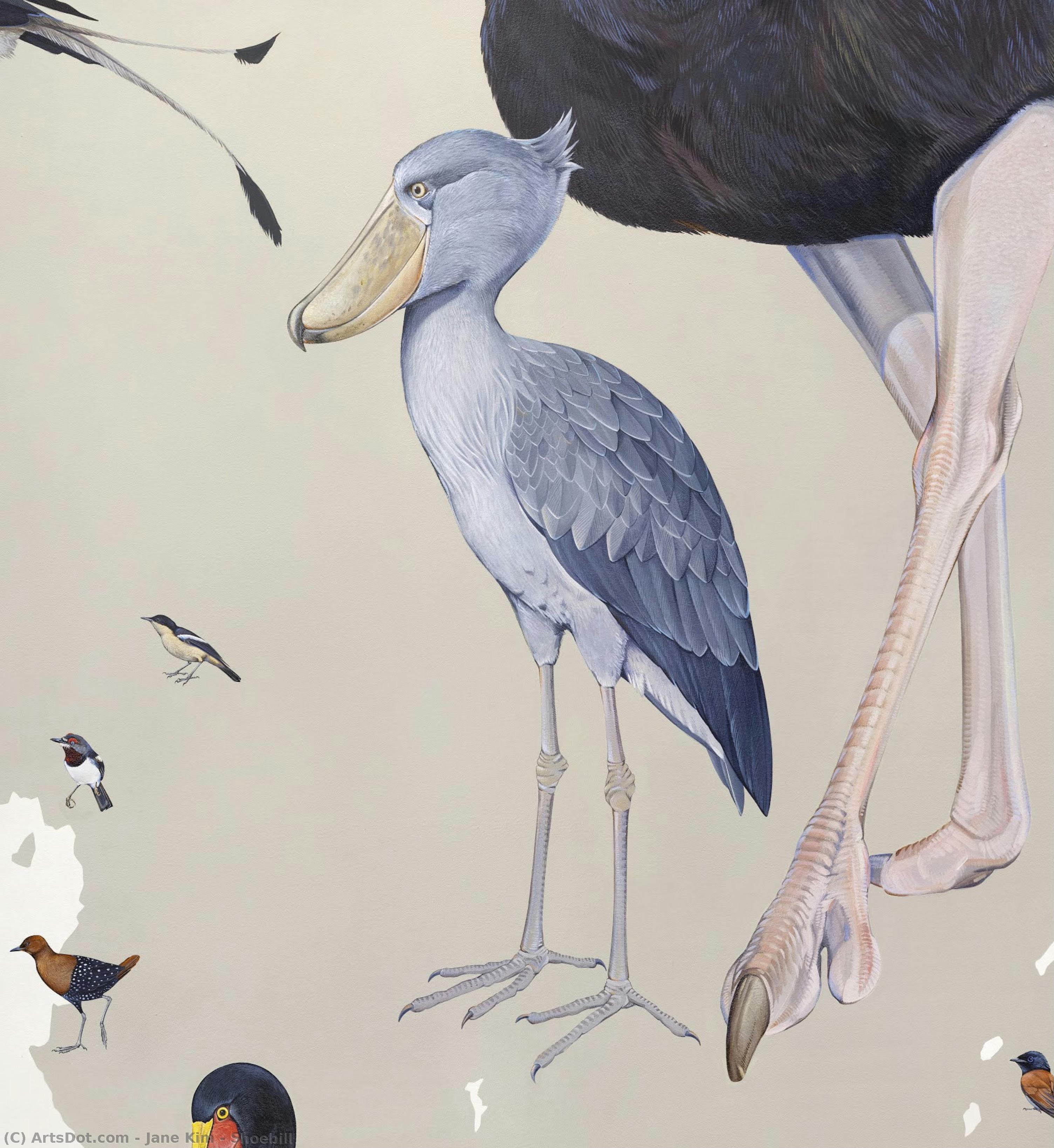 Shoebill — Jane Kim