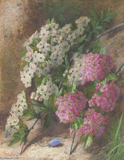 Apple Blossom — Vincent Clare