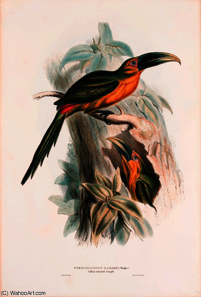 Golden-green Aracari — Edward Lear