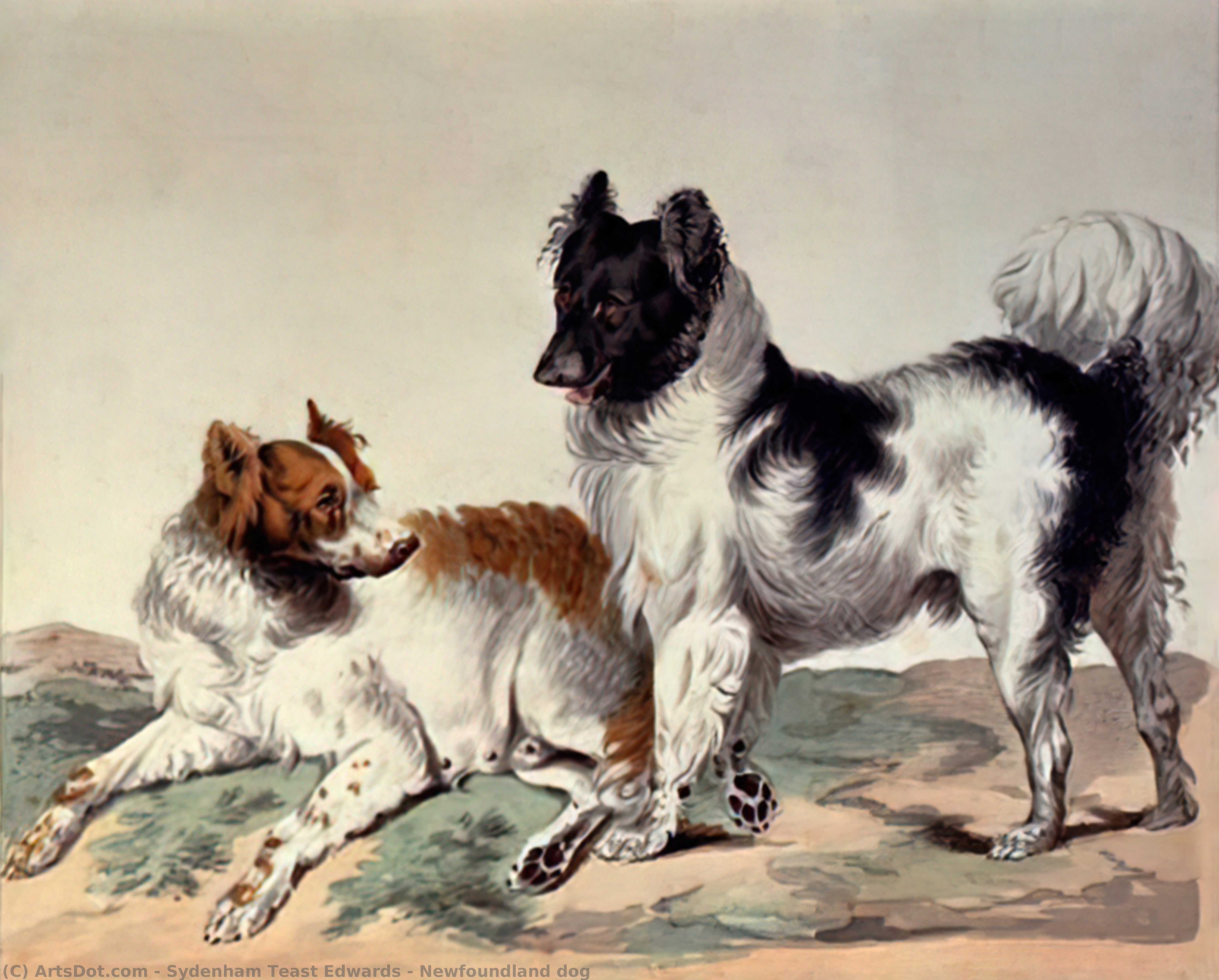 Newfoundland Dog — Сиденам Тіст Эдвардс
