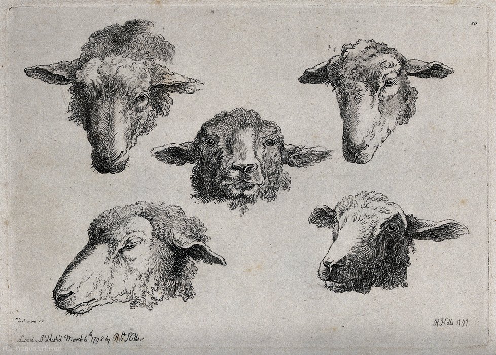 A Sheeps's Head — Robert Hills