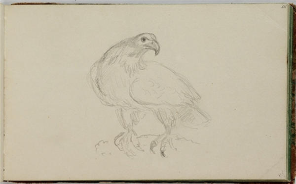 Study, Bird — Thomas Cole