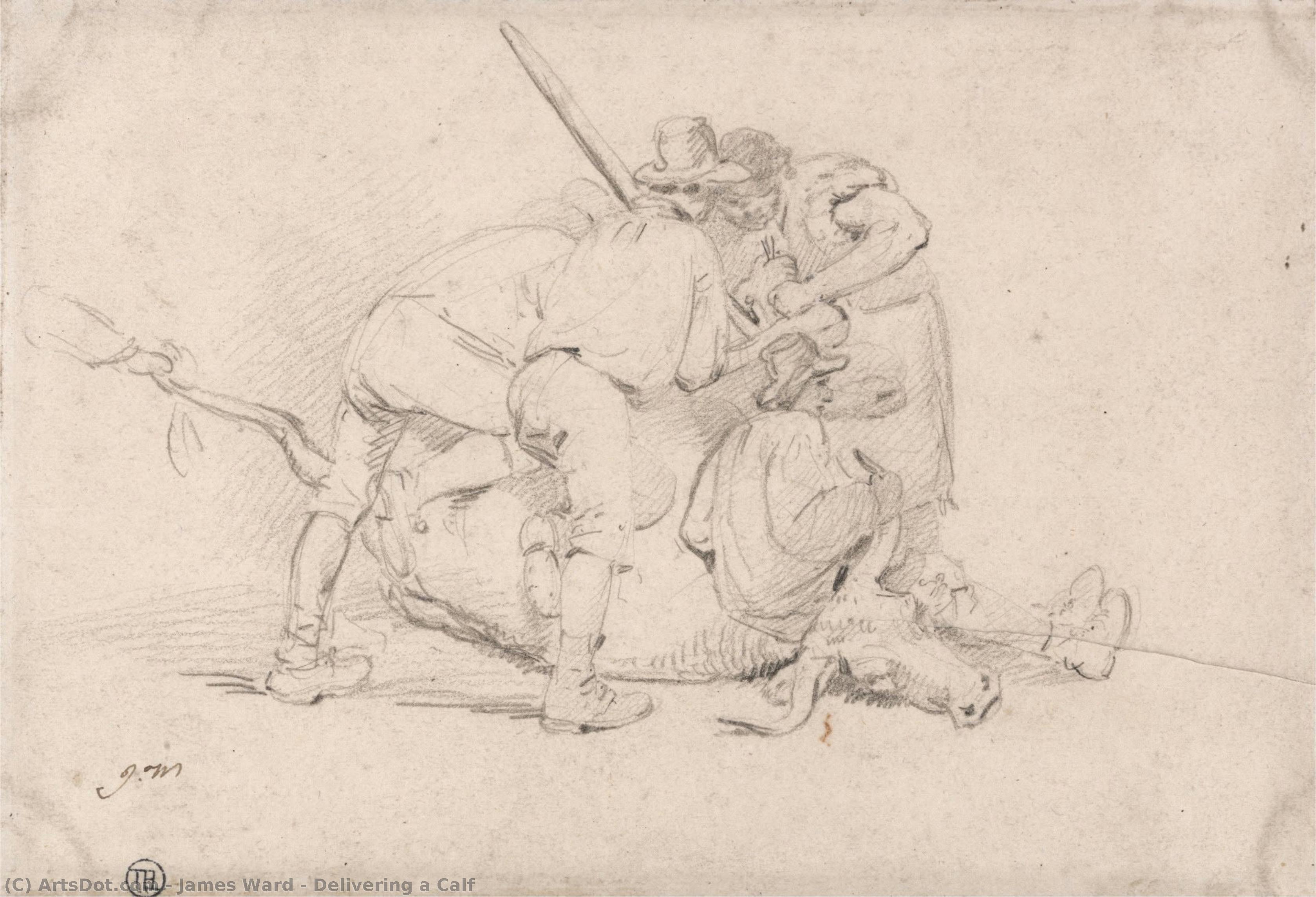 Ein Kalb Liefern — James Ward