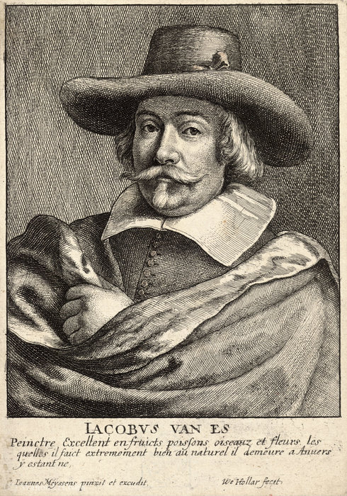 Untitled (767) — Jacob Foppens Van Es