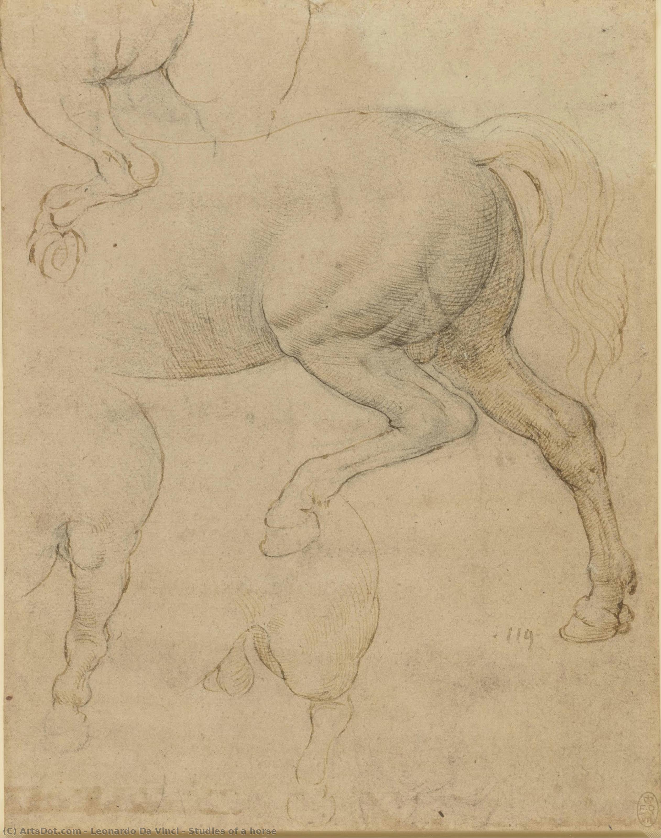 Studia Konia — Leonardo Da Vinci