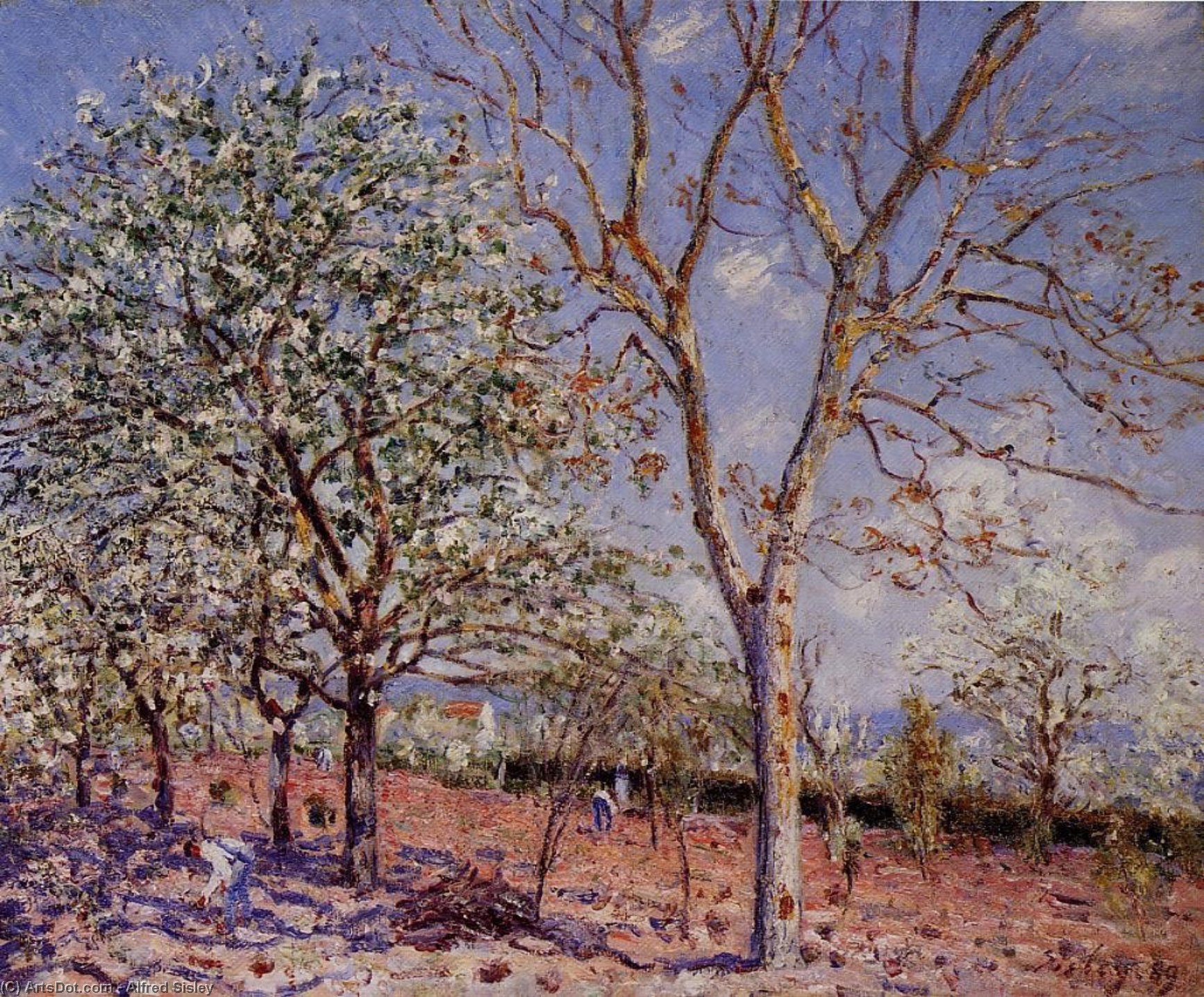 Pruni E Noci In Primavera — Alfred Sisley