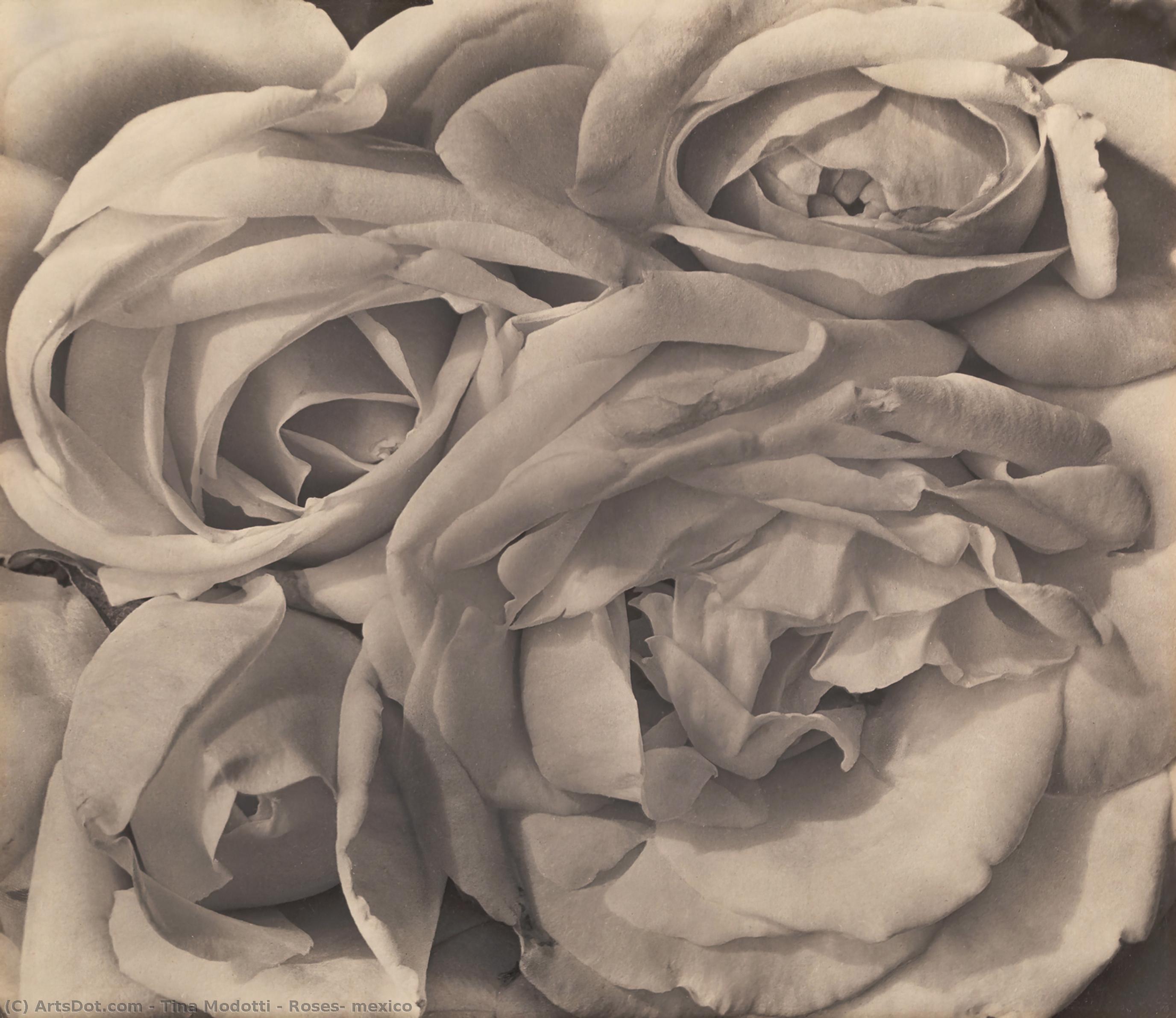 Roses, Mexico — Tina Modotti