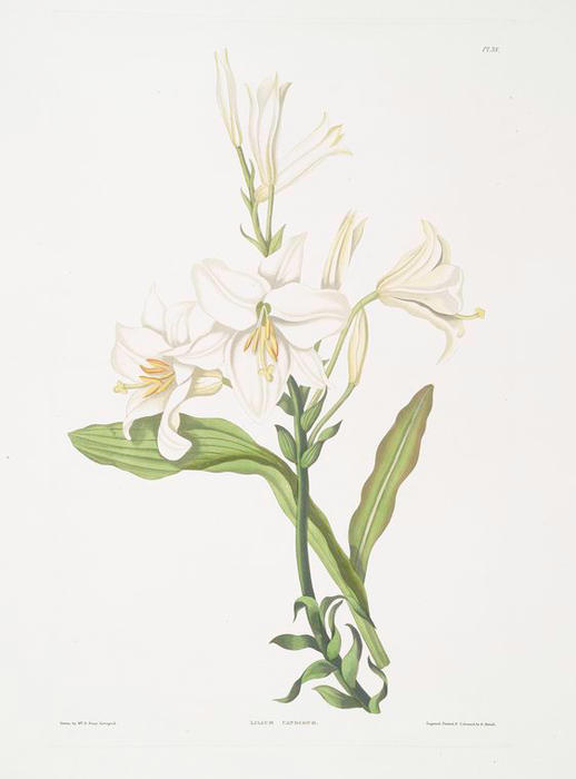 Lilium Candidum — 罗伯特·哈维尔