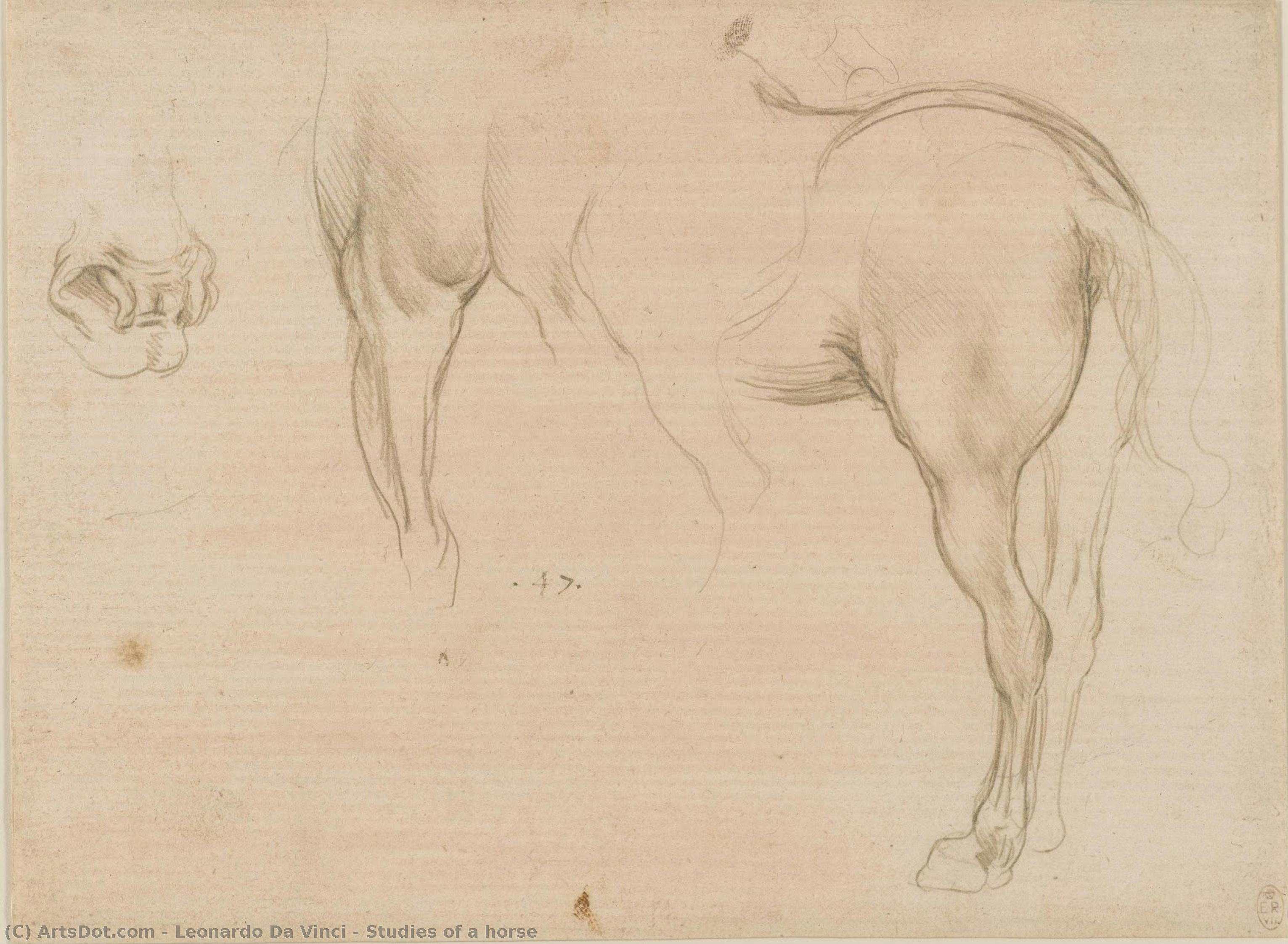 Lóismértek — Leonardo Da Vinci