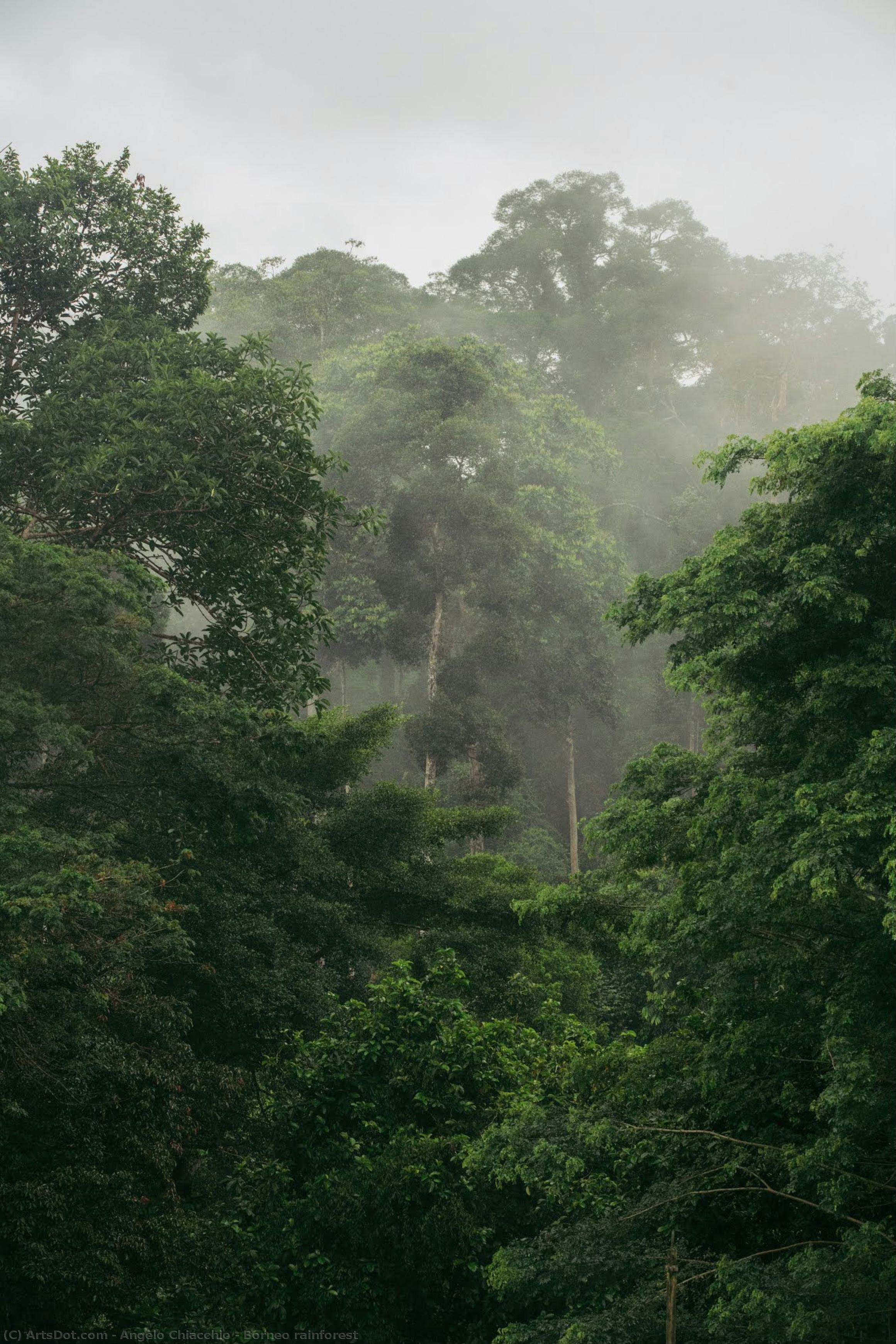 Borneo Rainforest — Angelo Chiacchio
