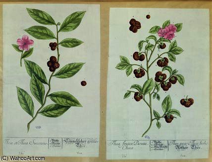 Tea And China Tea — Elizabeth Blackwell